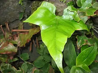 Asplenium hemionitis