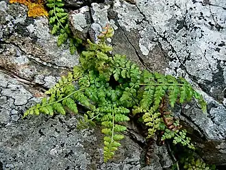 Asplenium obovatum