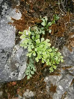 Muurvaren (Asplenium ruta-muraria)