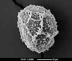 Tongvaren SEM afbeelding spore