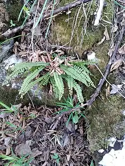 Steenbreekvaren (Asplenium trichomanes)