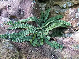Asplenium trichomanes subsp. pachyrachis