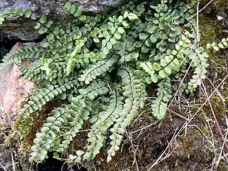 Asplenium trichomanes subsp. trichomanes