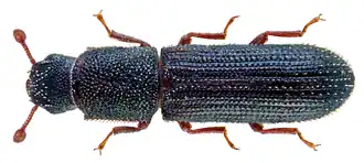 Asprotera squamifera