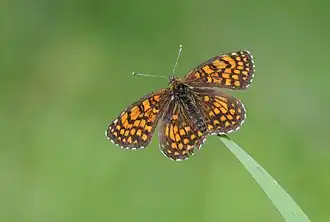 Mellicta britomartis