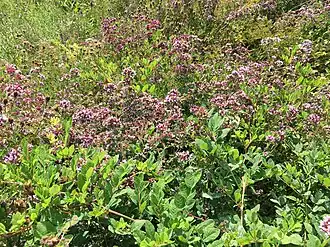 Thermofiele zoomvegetatie van de associatie van dauwbraam en marjolein