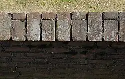 De associatie van dunne blauwkorst