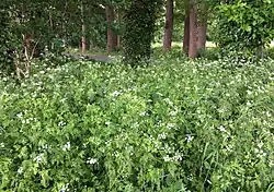 Associatie van look-zonder-look en dolle kervel