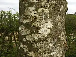 Een close-up van de associatie op een jonge Hollandse linde in een laan.