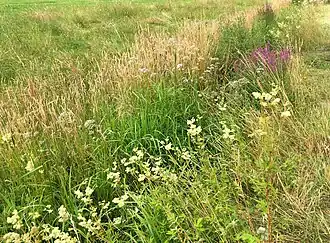 De associatie als lijnvormige ruigte