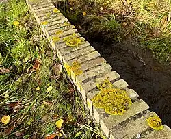 Een herfstaspect van een soortenarme vorm