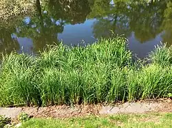 Vestiging van de associatie in een vijver