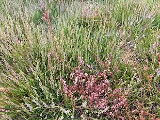 Associatie van struikhei en stekelbrem