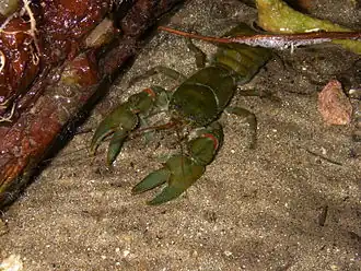 Astacoides betsileoensis