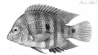 Amphilophus macracanthus