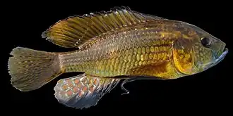 Astatoreochromis straeleni
