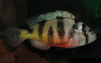 Haplochromis latifasciatus