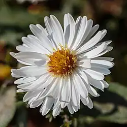 Cultivar 'White Ladies'