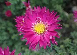 Cultivar 'Winston Churchill'