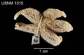 Leptasterias littoralis