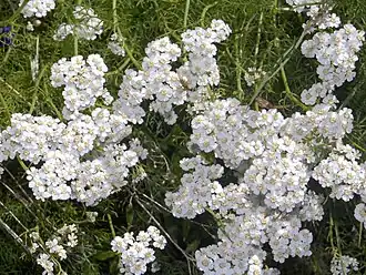 Achillea abrotanoides