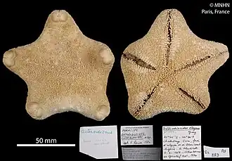 Asterodiscides cherbonnieri