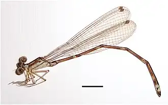 Asthenocnemis linnaei