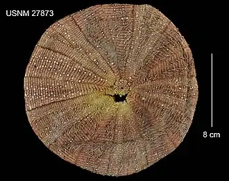 Calveriosoma gracile