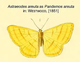 Astraeodes