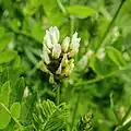Bergerwt (Astragalus cicer)