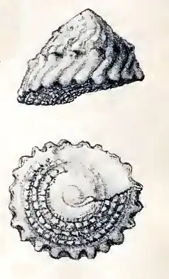 Astralium confragosum