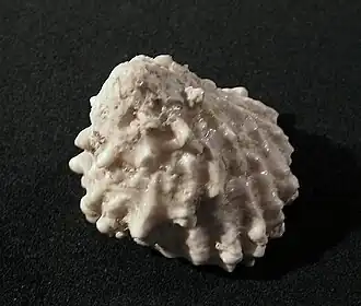 Astralium haematragum