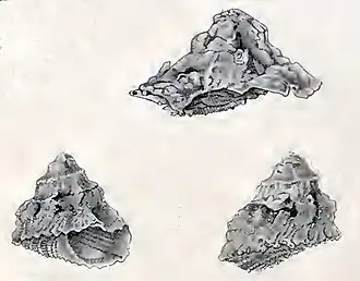 Astralium provisorium