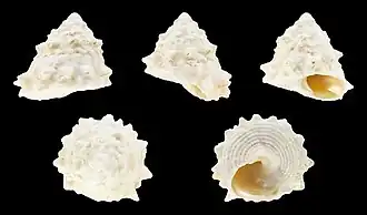 Astralium rhodostomum