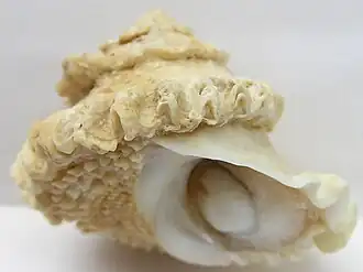 Astralium rotularium