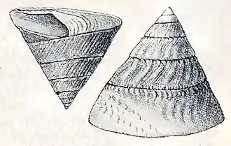Astralium tentoriiforme