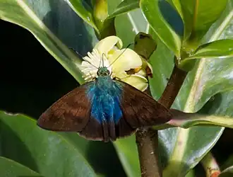 Astraptes chiriquensis
