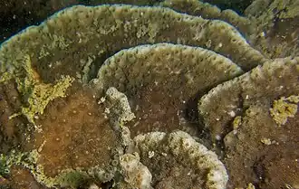 Astreopora explanata