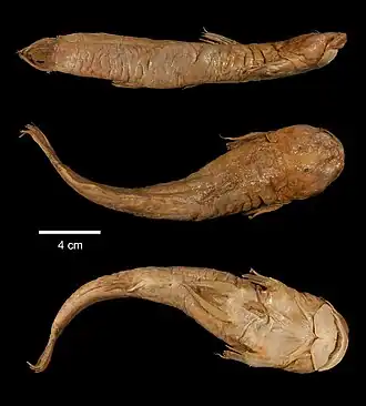 Astroblepus brachycephalus