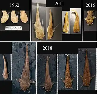 Astroblepus pholeter