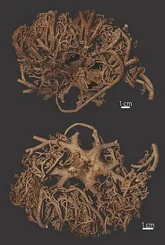 Astroboa nigrofurcata