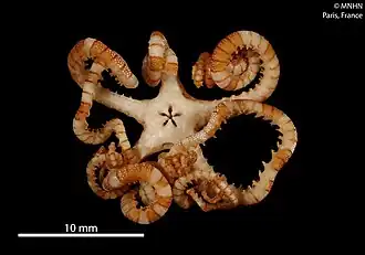 Astroceras aurantiacum