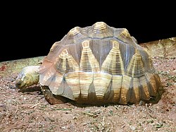 Madagaskarschildpad