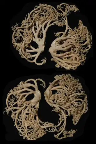 Astrocladus annulatus