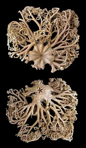 Astrocladus coniferus