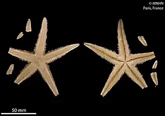 Astropecten africanus