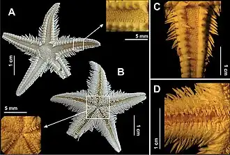 Astropecten alligator