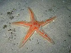 Rode kamster (Astropecten aranciacus)