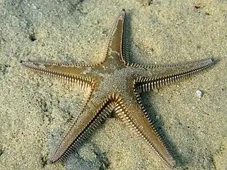 Astropecten bispinosus