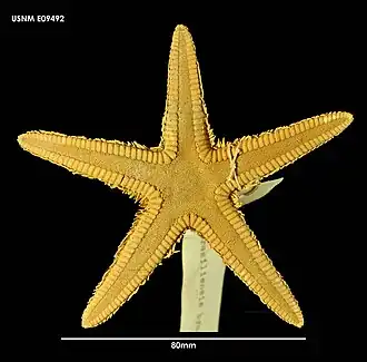 Astropecten brasiliensis